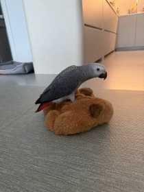 Lost African Grey
