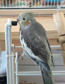 Lost Cockatiel
