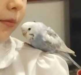 Lost Budgerigar