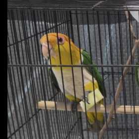 Lost Caique