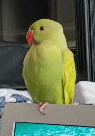 Lost Indian Ringneck Parakeet