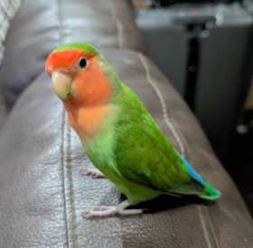 Lost Lovebird