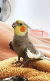 Lost Cockatiel