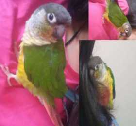 Lost Conure