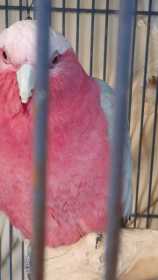 Lost Galah Cockatoo