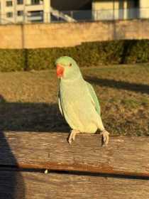 Lost Indian Ringneck Parakeet