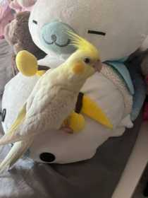 Lost Cockatiel