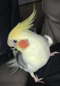 Lost Cockatiel