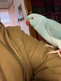 Lost Indian Ringneck Parakeet