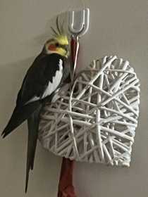 Lost Cockatiel