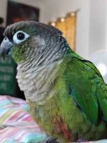 Lost Conure