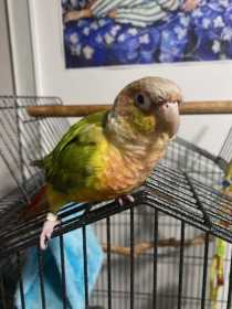 Lost Conure