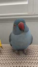Lost Indian Ringneck Parakeet