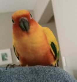 Lost Conure
