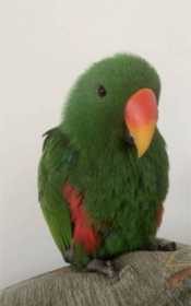 Lost Eclectus