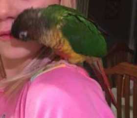 Lost Conure