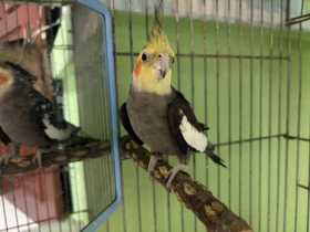 Lost Cockatiel