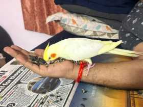 Lost Cockatiel