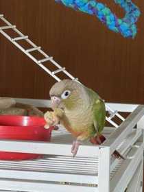 Lost Conure