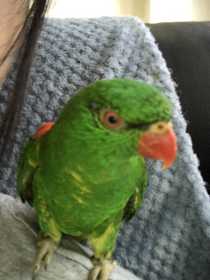 Lost Lory / Lorikeet