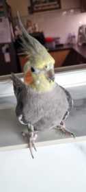 Lost Cockatiel