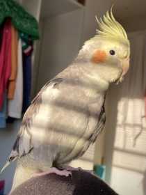 Lost Cockatiel