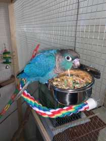 Lost Conure