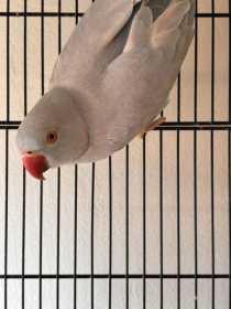 Lost Indian Ringneck Parakeet
