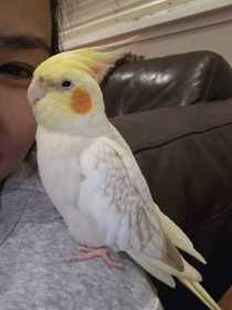 Lost Cockatiel