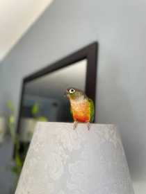 Lost Conure