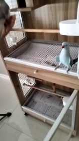 Lost Indian Ringneck Parakeet