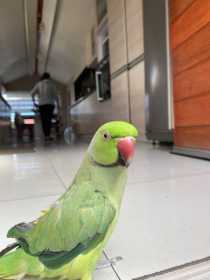 Lost Indian Ringneck Parakeet