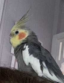 Lost Cockatiel