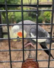 Lost Cockatiel