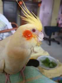 Lost Cockatiel