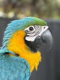 Lost Macaw