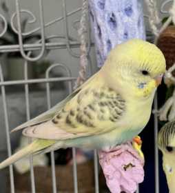 Lost Budgerigar