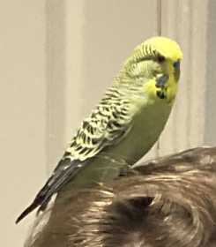 Lost Budgerigar