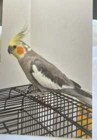 Lost Cockatiel