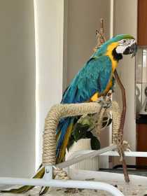 Lost Macaw