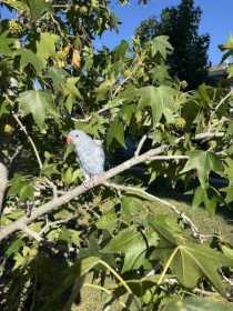 Lost Indian Ringneck Parakeet