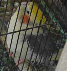 Lost Cockatiel