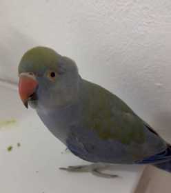 Lost Indian Ringneck Parakeet