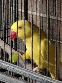 Lost Indian Ringneck Parakeet