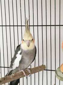 Lost Cockatiel