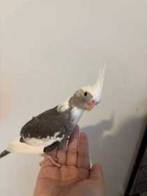 Lost Cockatiel