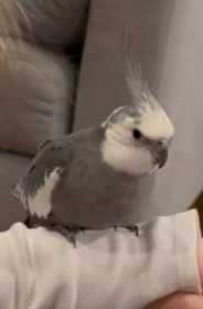 Lost Cockatiel