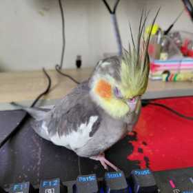 Lost Cockatiel
