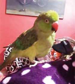 Lost Indian Ringneck Parakeet