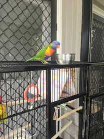 Lost Lory / Lorikeet